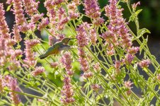 011-BY-Birds-071622.jpg
