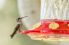 080-BY-Birds-072022.jpg