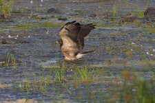 190-BY-Birds-080822.jpg
