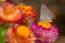 058-Butterflies-081922.jpg