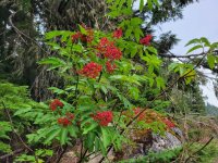 20220819_112834 Red Elderberry.jpg 20220819_112834 Red Elderberry.jpg