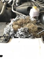 squirrel nest.JPG squirrel nest.JPG