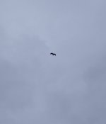F1BAB010-89D4-4B46-A0DC-4C65979C4656.jpeg