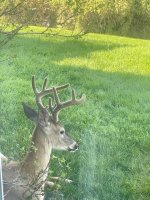 Music buck - 1.jpeg