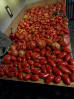 Tomatoes 10-10-20.jpg Tomatoes 10-10-20.jpg