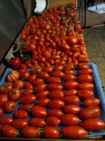 9-26 20 tomatoes.jpg 9-26 20 tomatoes.jpg