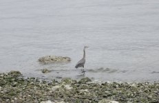 C9902501-505C-40AE-AAFD-8EC19675B83A.jpeg