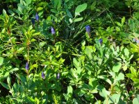 20220825_162603 Rainier Gentian.jpg 20220825_162603 Rainier Gentian.jpg