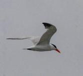 B01CaspianTern4051.jpg B01CaspianTern4051.jpg