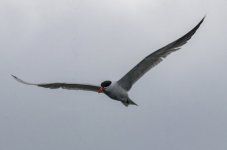 B02CaspianTern4064.jpg B02CaspianTern4064.jpg