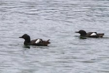 B03PigeonGiullemot4118.jpg B03PigeonGiullemot4118.jpg