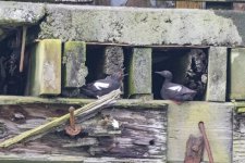 B04PigeonGuillemotOnDock4124.jpg B04PigeonGuillemotOnDock4124.jpg