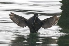 B05PigeonGuillemotWPholid4135.jpg B05PigeonGuillemotWPholid4135.jpg