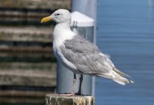 B06GlaucousWingedGull4308.jpg B06GlaucousWingedGull4308.jpg