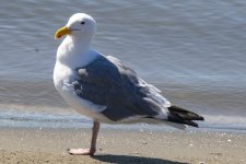 B07WesternGull4295.jpg B07WesternGull4295.jpg