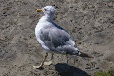 B08CaliforniaGull4305.jpg