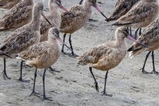 B10MarbledGodwits4166.jpg B10MarbledGodwits4166.jpg