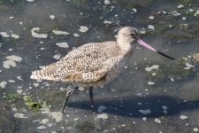 B11MarbledGodwit4209.jpg B11MarbledGodwit4209.jpg