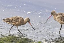 B12MarbledGodwits4170.jpg B12MarbledGodwits4170.jpg