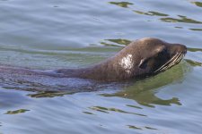 C02CaliforniaSeaLion4241.jpg C02CaliforniaSeaLion4241.jpg