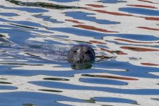 C03HarborSeal4319.jpg C03HarborSeal4319.jpg