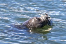 C04HarborSealWithCarcass4323.jpg C04HarborSealWithCarcass4323.jpg