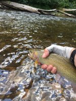 Idaho Cr. cutt & log lie 2.jpeg