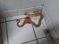 rattlesnake.jpg