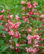 007-Peppermint-Stick-083122.jpg