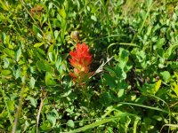 20220831_095550 Scarlet Paintbrush.jpg 20220831_095550 Scarlet Paintbrush.jpg
