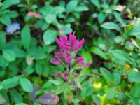 20220831_140759 Mountain Paintbrush.jpg 20220831_140759 Mountain Paintbrush.jpg