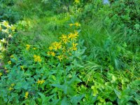 20220831_101826 Arrowleaf Butterweed.jpg 20220831_101826 Arrowleaf Butterweed.jpg