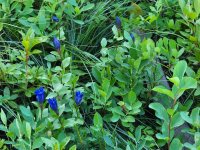 20220831_172737 Rainier Gentian.jpg