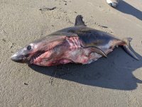 IMG_20200831_182707.jpg