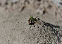 Ground Bee edit.jpg