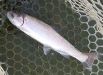 20220909_feisty_trouts.jpg 20220909_feisty_trouts.jpg