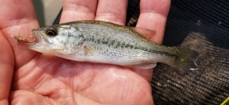 20220911_microbass.jpg
