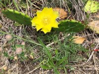 Cactus Flower.jpg Cactus Flower.jpg