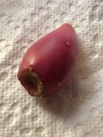 Cactus Fruit.jpg Cactus Fruit.jpg
