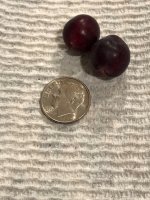 Beach Plums.jpg Beach Plums.jpg