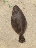 Fluke.jpg Fluke.jpg