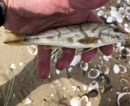 Northern Kingfish.jpg Northern Kingfish.jpg