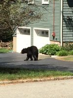 Bear 2 - Copy.jpg Bear 2 - Copy.jpg