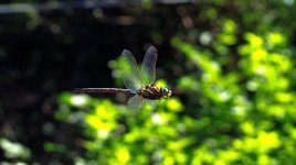 f]dragonfly2022ddd.jpg
