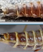 vs Drunella grandis.jpg vs Drunella grandis.jpg