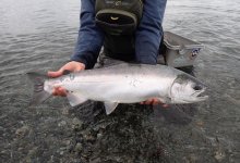 September Beach Coho 2022.jpg