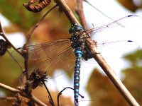 dragonfly2022spet4444444.jpg dragonfly2022spet4444444.jpg