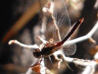 Crane Prairie Dragonfly 9-9-15.JPG Crane Prairie Dragonfly 9-9-15.JPG