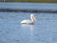 Crane Prairie Pelican 6-23-19.JPG