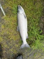 IMG_1529.jpg IMG_1529.jpg